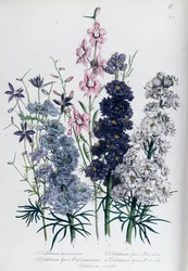 Riddersporer, plansje 3 fra «Damenes blomsterhage», utgitt 1842